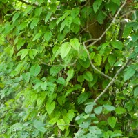 Red Alder